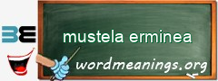 WordMeaning blackboard for mustela erminea